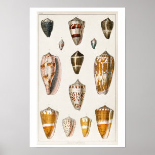 POSTER D'ILLUSTRATION DES COQUILLES vintages