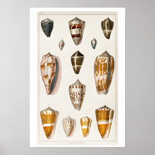 POSTER D'ILLUSTRATION DES COQUILLES vintages (Devant)