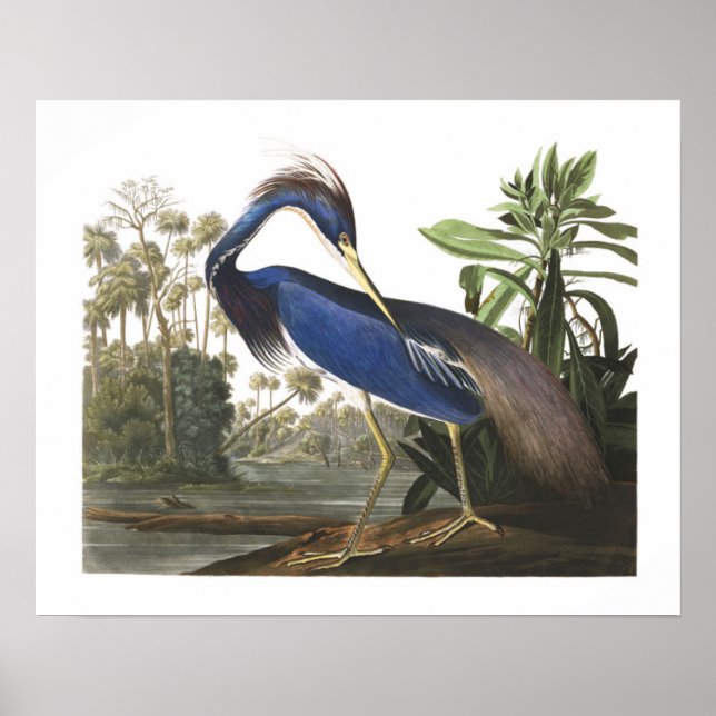 Poster d'illustration d'oiseaux de Blue Louisiana  (Devant)