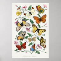 Poster d'illustration papillon