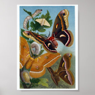 Poster d'illustration papillon