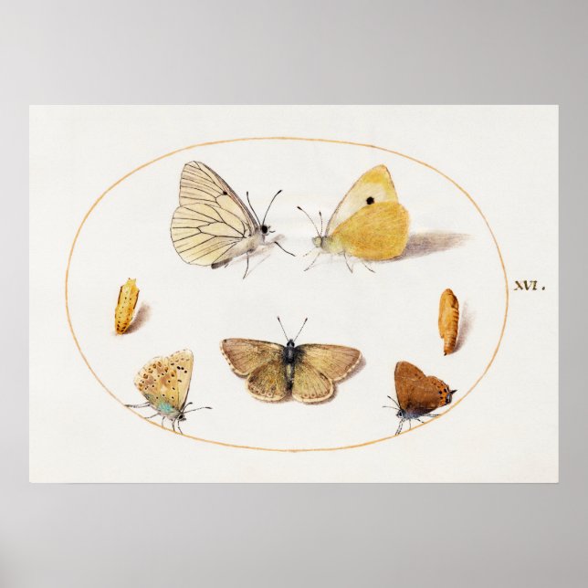 Poster d'illustration papillon (Devant)