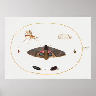 Poster d'illustration papillon