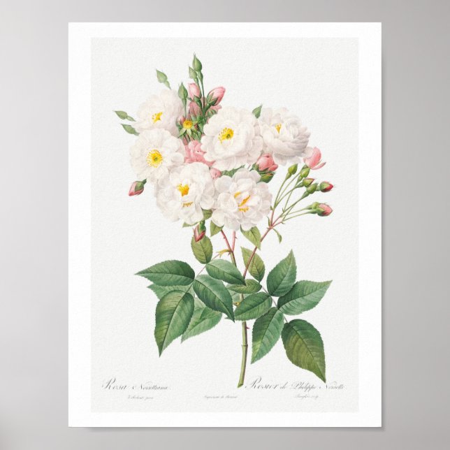 POSTER D'ILLUSTRATION ROSE ROSE ROSE BOTANIQUE vin (Devant)