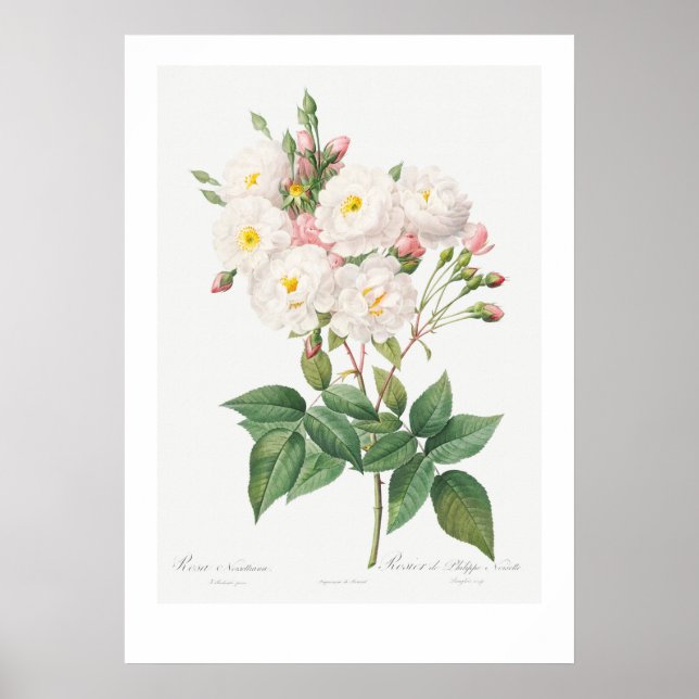 POSTER D'ILLUSTRATION ROSE ROSE ROSE BOTANIQUE vin (Devant)