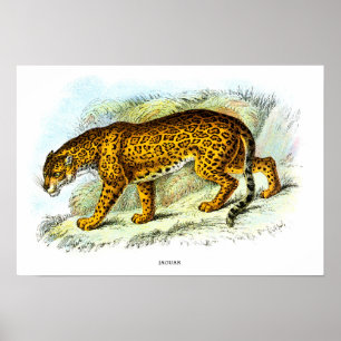 Poster d'illustration vintage d'animaux de Jaguar