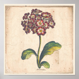 Poster d'impression botanique antique Auralian, Pr