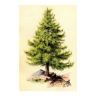 Poster d'impression botanique antique de Pine Tree