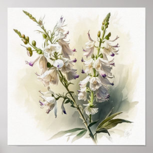 Poster d'impression d'art blanc Larkspur