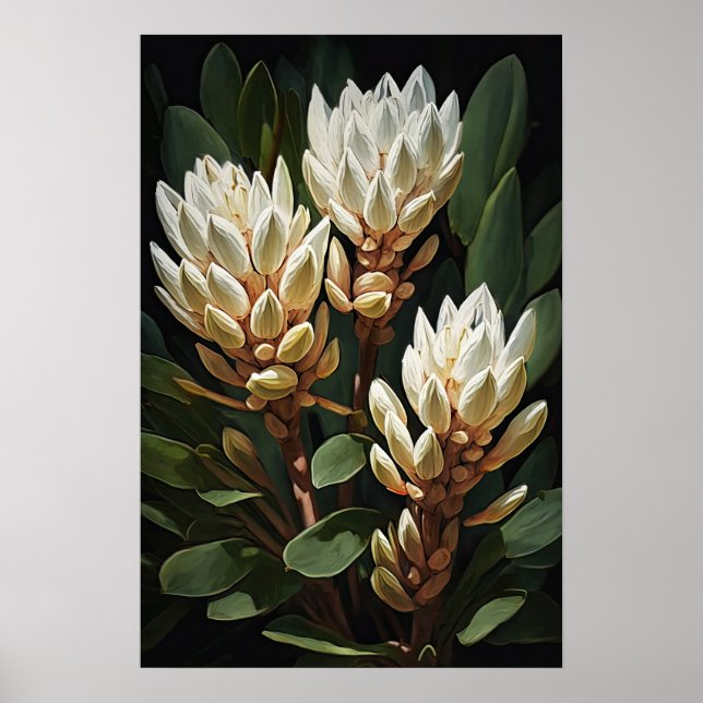Poster d'impression d'art floral blanc Curcuma (Devant)
