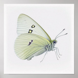 Poster d'impression d'Art Papillon Chou Blanc