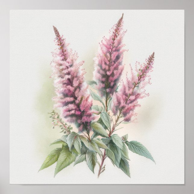 Poster d'impression d'Art rose Astilbe (Devant)