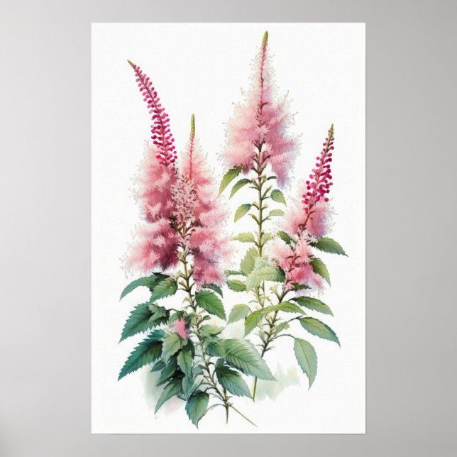 Poster d'impression d'Art rose Astilbe (Devant)