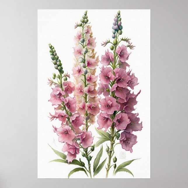Poster d'impression d'Art rose Delphinium (Devant)