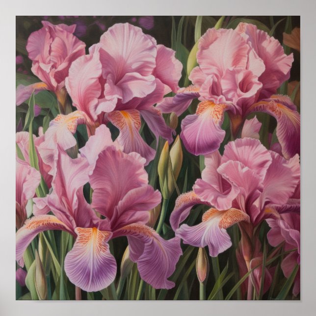Poster d'impression d'art rose Irises (Devant)