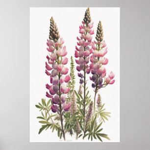 Poster d'impression d'art rose Lupine