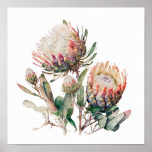 Poster d'impression de fleurs de Sugerbushes Prote