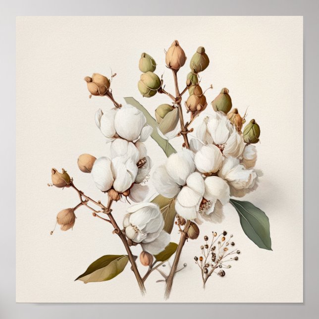 Poster d'impression de l'Art blanc Fleurs de coton (Devant)