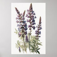 Poster d'impression de l'art de la lupine violette