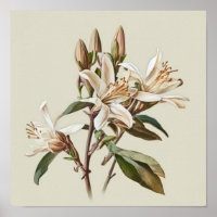 Poster d'impression de l'art de la vanille blanche