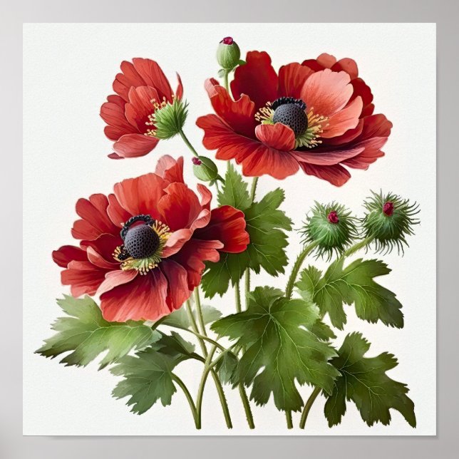 Poster d'impression de l'art des fleurs d'anémones (Devant)