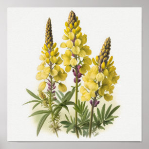 Poster d'impression de l'art des fleurs de lupine