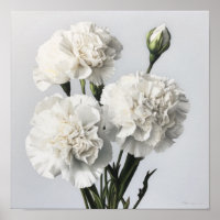 Poster d'impression de l'art des oeillets blancs