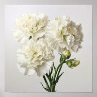 Poster d'impression de l'art des oeillets blancs