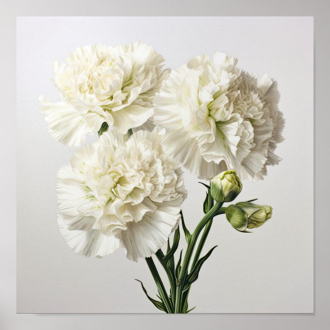 Poster d'impression de l'art des oeillets blancs (Devant)