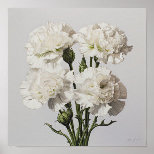 Poster d'impression de l'art des oeillets blancs