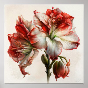 Poster d'impression de l'Art Fleur Rouge Amaryllis