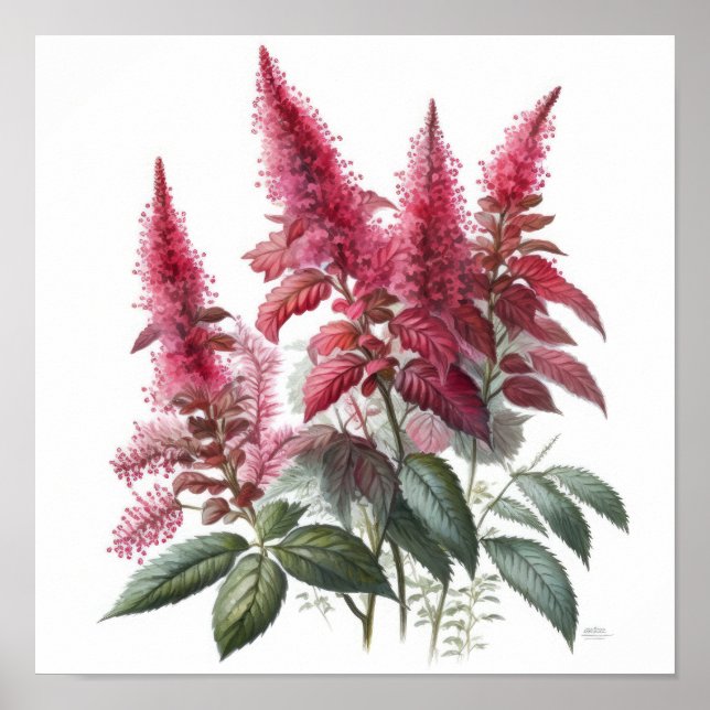 Poster d'impression de l'Art Fleur Rouge Astilbe (Devant)