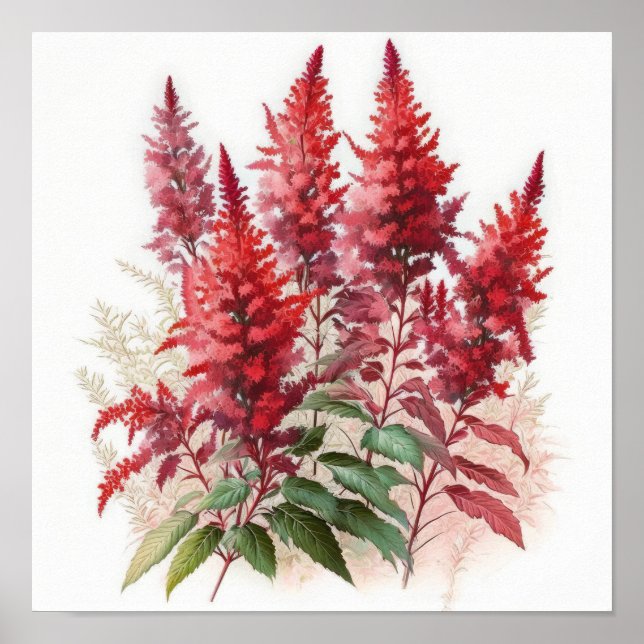 Poster d'impression de l'Art Fleur Rouge Astilbe (Devant)