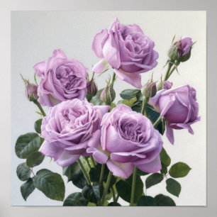 Poster d'impression de lavande Rose