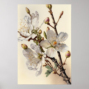 Poster d'impression des fleurs d'amande