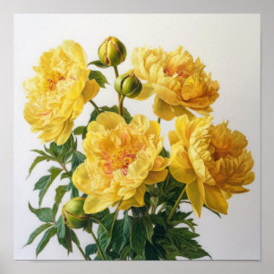Poster d'impression des peonies jaunes