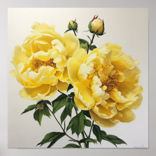 Poster d'impression des peonies jaunes