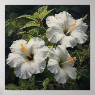 Poster d'impression d'Hibiscus blanc