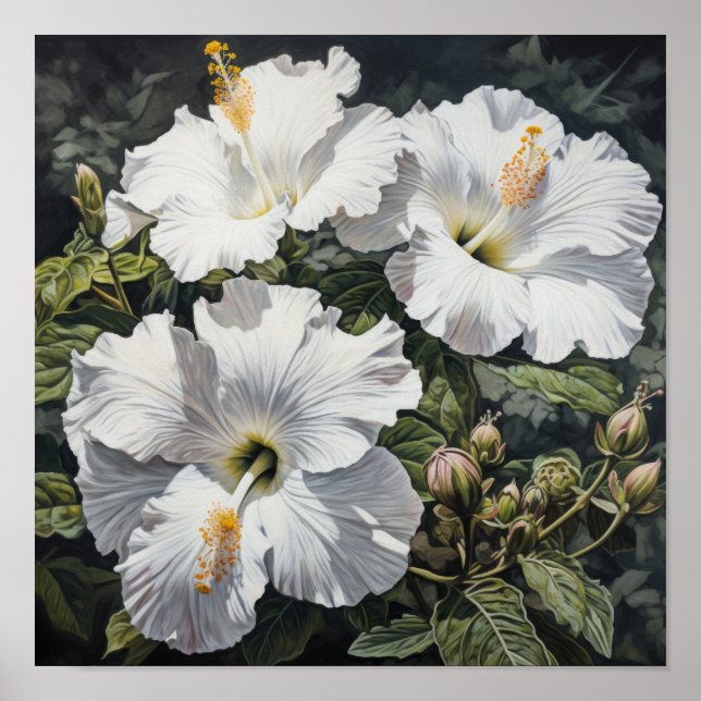 Poster d'impression d'Hibiscus blanc (Devant)
