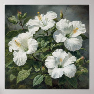 Poster d'impression d'Hibiscus blanc