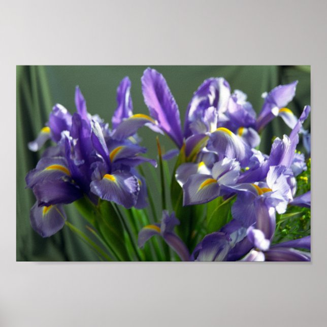 Poster d'impression d'Iris violet (Devant)