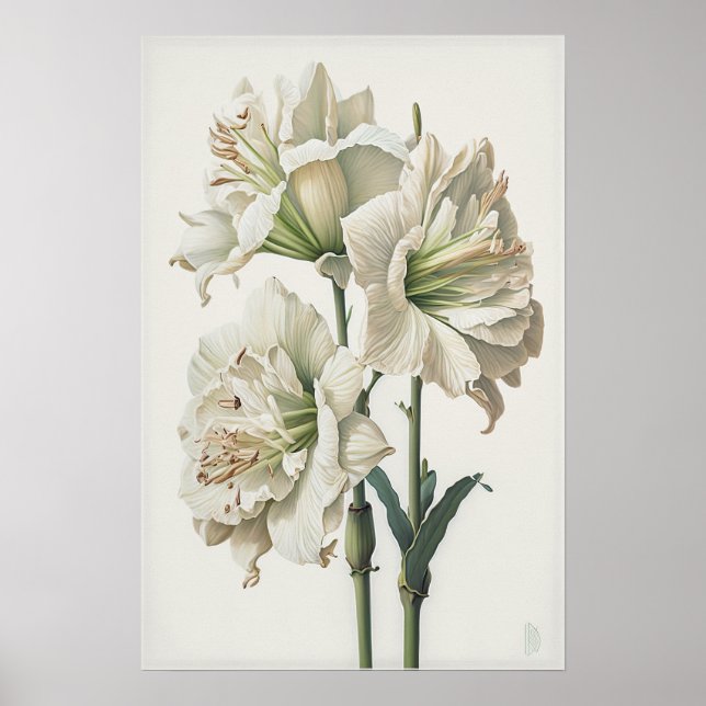Poster d'impression en blanc Amaryllis Flower Art (Devant)