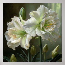 Poster d'impression en blanc Amaryllis Flower Art