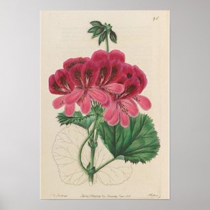 POSTER D'IMPRESSION EN GERANIUM BOTANIQUE vintage