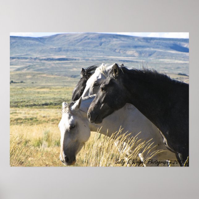 Poster d'impression en noir et blanc Wild Horse (Devant)