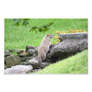 Poster d'impression photo de Groundhog on Rocks