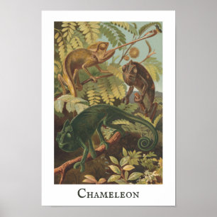 Poster d'impression Vintage Chameleon