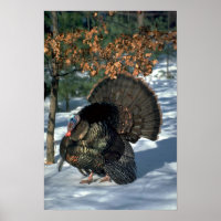 dinde sauvage de l'Est, grand gobbler en pleine st