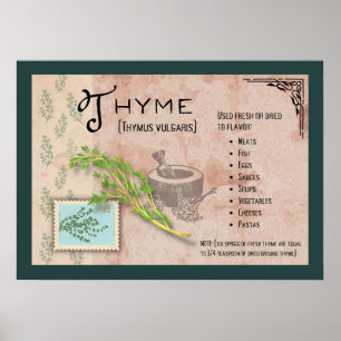 Poster d'information botanique sur l'herbe de thym