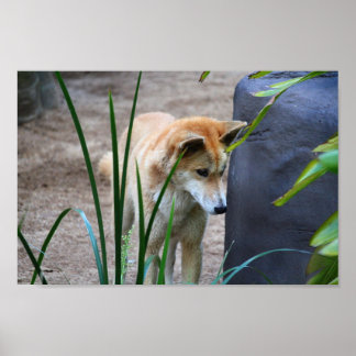Poster Dingo australien
